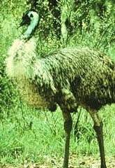 emu_small.jpe