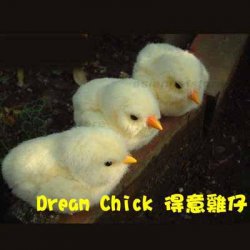 chick.jpg