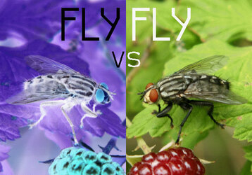 flytitle.jpg